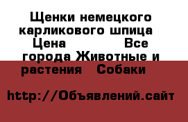 Щенки немецкого карликового шпица › Цена ­ 20 000 - Все города Животные и растения » Собаки   